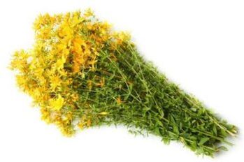 Herbe