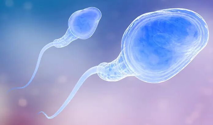 Des spermatozoïdes peuvent être présents dans la pré-éjaculation masculine